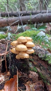 foto di Funghi